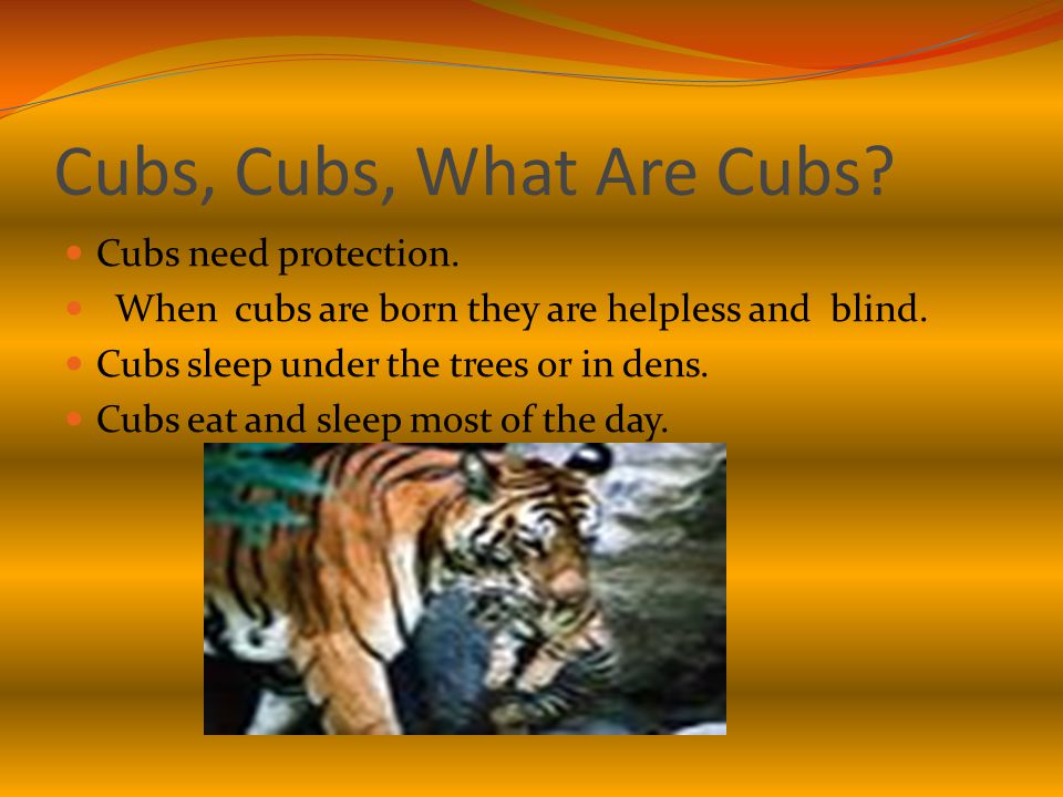 Cubs, Cubs, What Are Cubs. Cubs need protection. When cubs are born they are helpless and blind.
