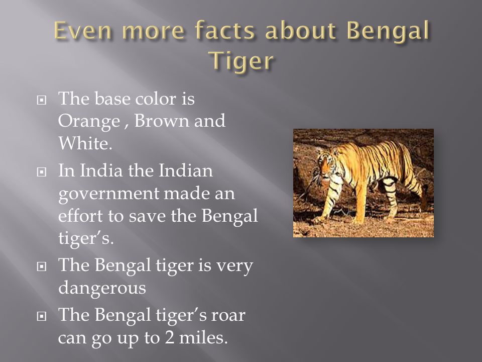 The Bengal tiger hunts at night.  The Bengal tiger’s fur helps it stay camouflaged.