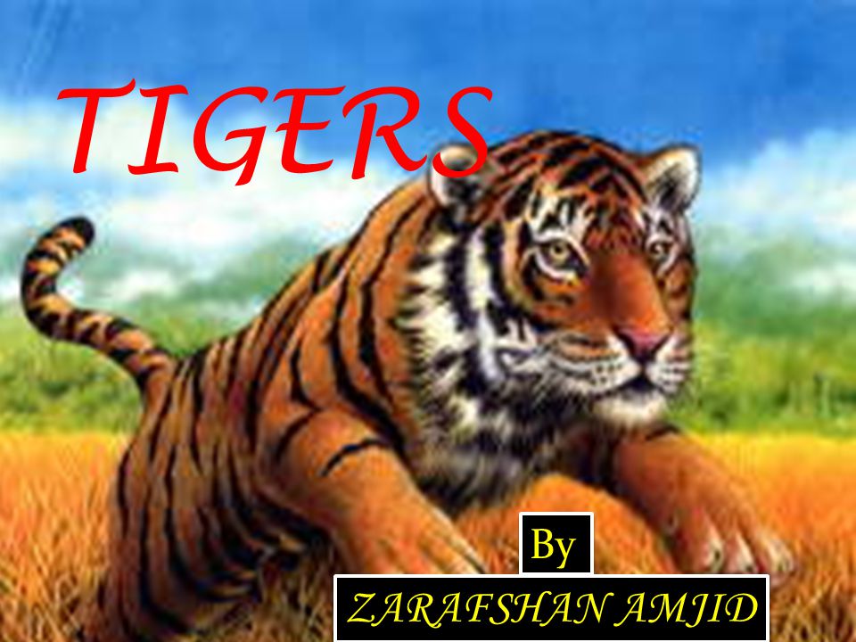 TIGERS By ZARAFSHAN AMJID
