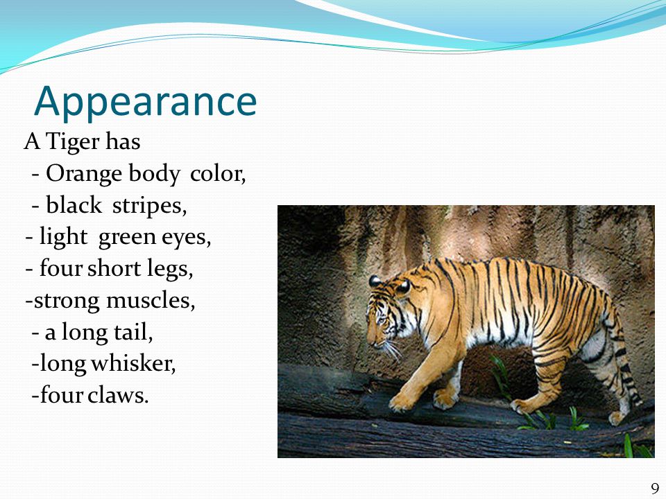 Appearance A Tiger has - Orange body color, - black stripes, - light green eyes, - four short legs, -strong muscles, - a long tail, -long whisker, -four claws.
