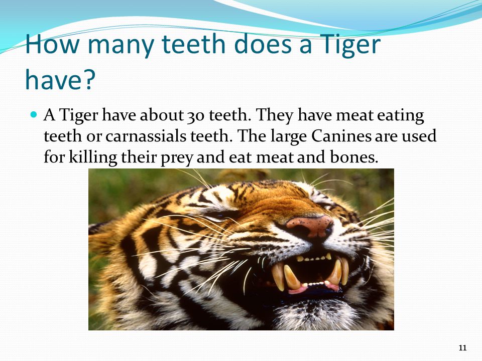 How many teeth does a Tiger have. A Tiger have about 30 teeth.