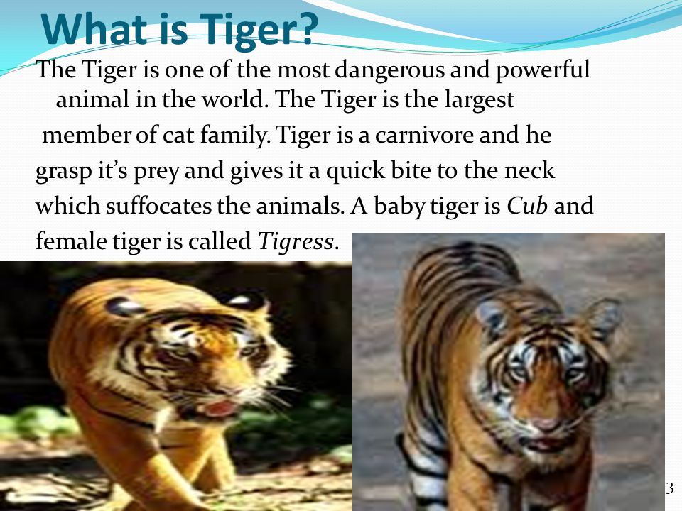 What is Tiger. The Tiger is one of the most dangerous and powerful animal in the world.