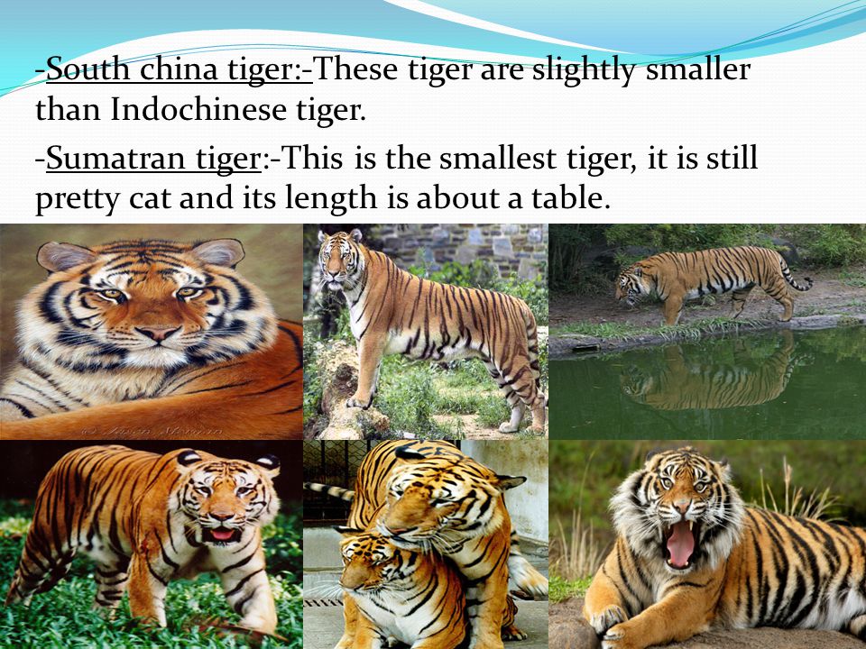 -South china tiger:-These tiger are slightly smaller than Indochinese tiger.