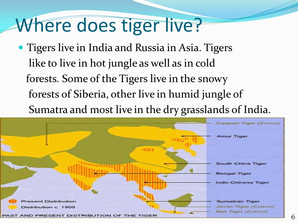 6 Where does tiger live. Tigers live in India and Russia in Asia.