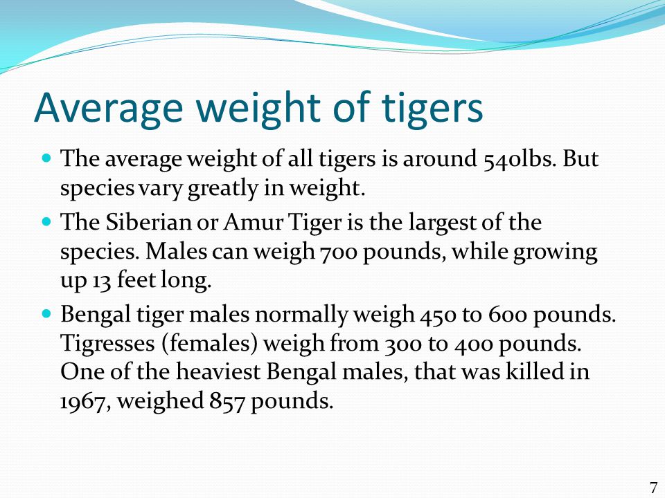 Average weight of tigers The average weight of all tigers is around 540lbs.