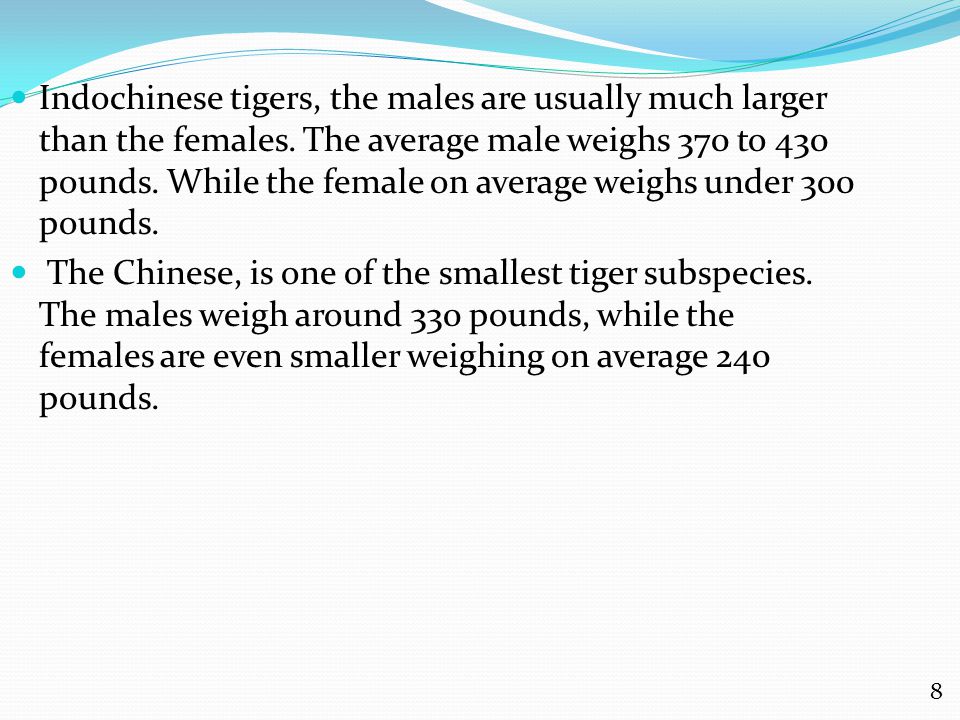 Indochinese tigers, the males are usually much larger than the females.