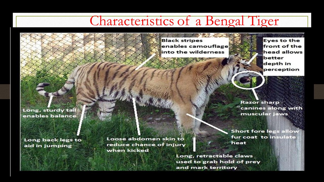 Bengal Tigers. Characteristics of a Bengal Tiger. - ppt download