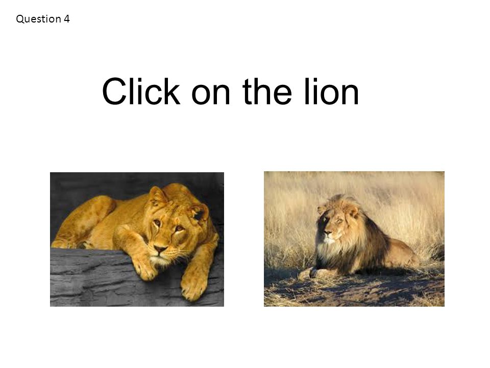 Question 4 Click on the lion