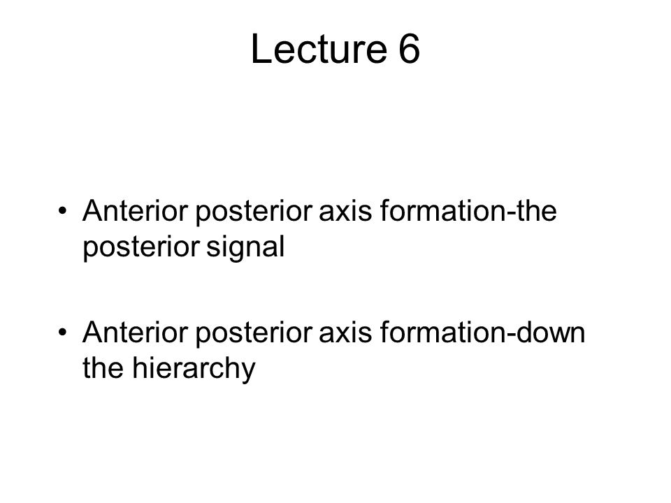 Lecture 6 Anterior posterior axis formation-the posterior signal Anterior posterior axis formation-down the hierarchy