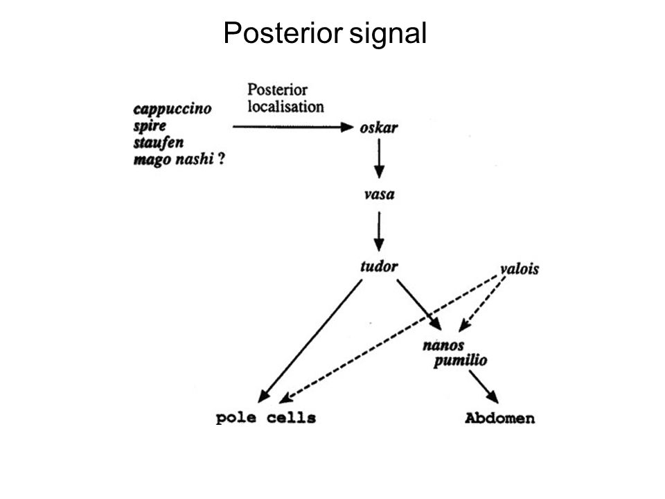 Posterior signal