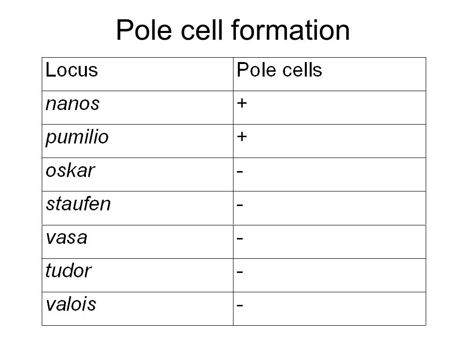Pole cell formation