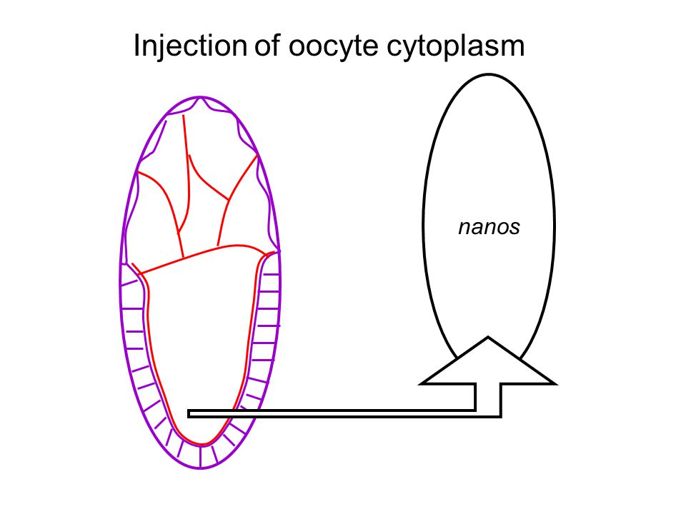 nanos Injection of oocyte cytoplasm