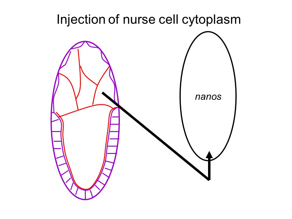 nanos Injection of nurse cell cytoplasm