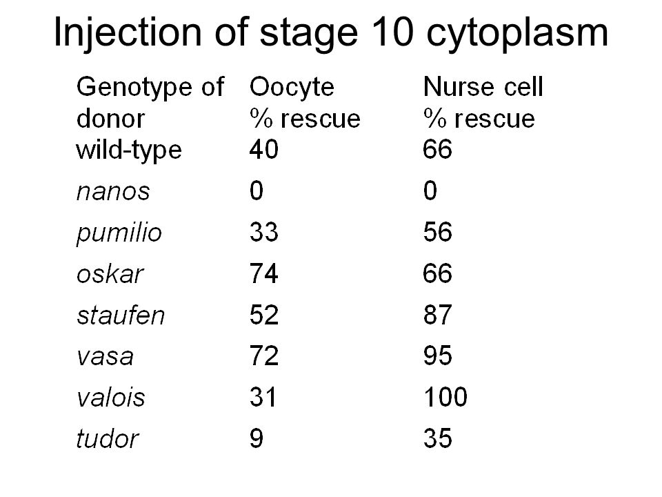 Injection of stage 10 cytoplasm
