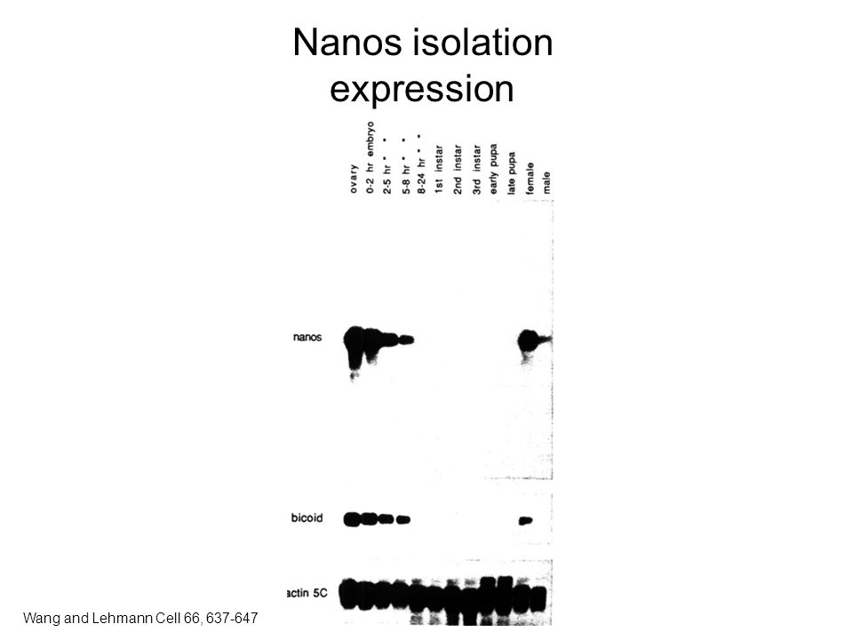 Nanos isolation expression Wang and Lehmann Cell 66,