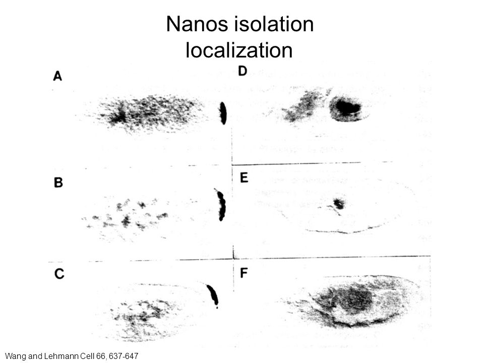 Nanos isolation localization Wang and Lehmann Cell 66,
