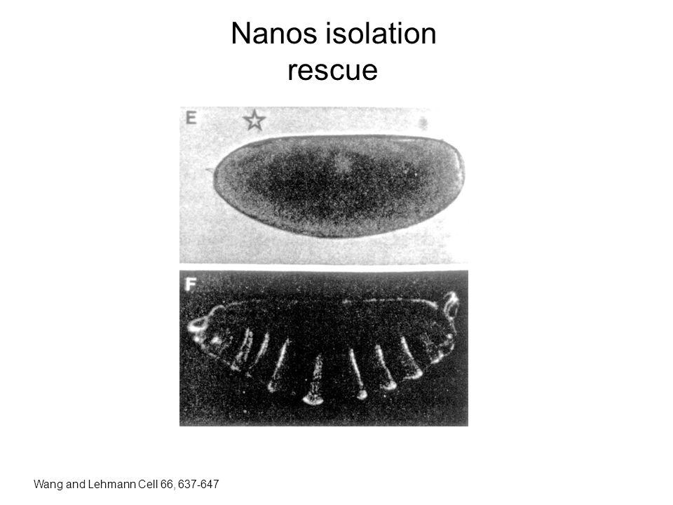 Nanos isolation rescue Wang and Lehmann Cell 66,