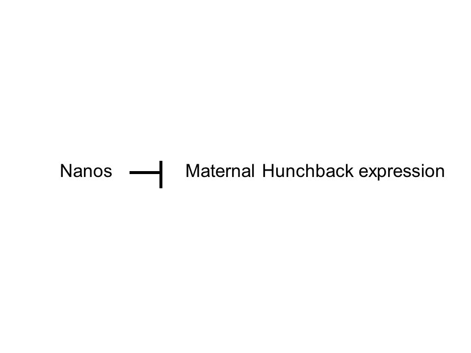 NanosMaternal Hunchback expression