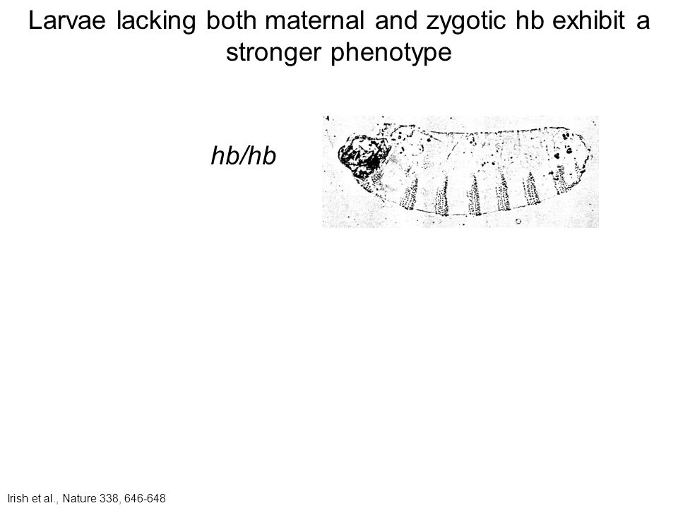 Larvae lacking both maternal and zygotic hb exhibit a stronger phenotype hb/hb Irish et al., Nature 338,