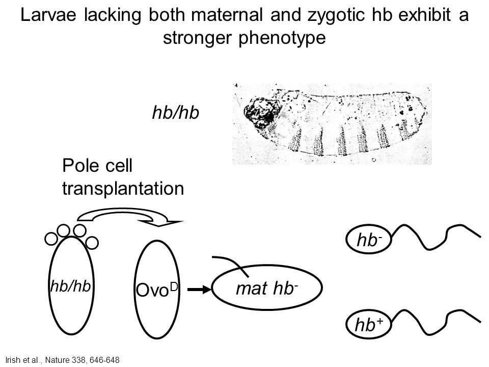 Larvae lacking both maternal and zygotic hb exhibit a stronger phenotype hb/hb Ovo D mat hb - hb - hb + Pole cell transplantation Irish et al., Nature 338,