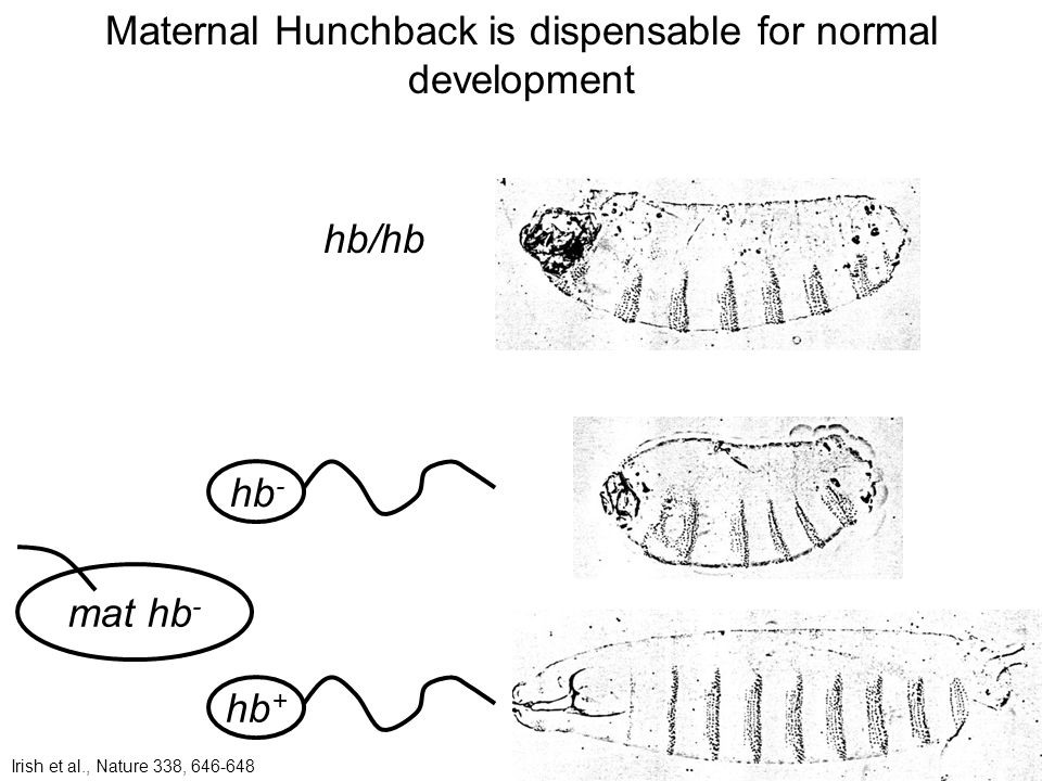 Maternal Hunchback is dispensable for normal development hb/hb mat hb - hb + hb - Irish et al., Nature 338,