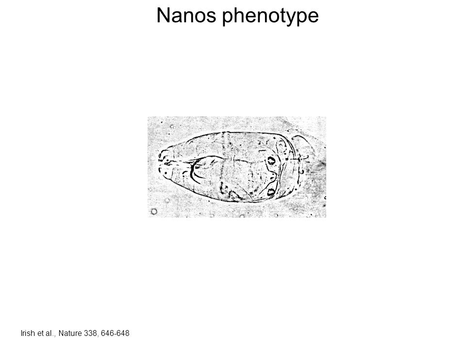 Nanos phenotype Irish et al., Nature 338,