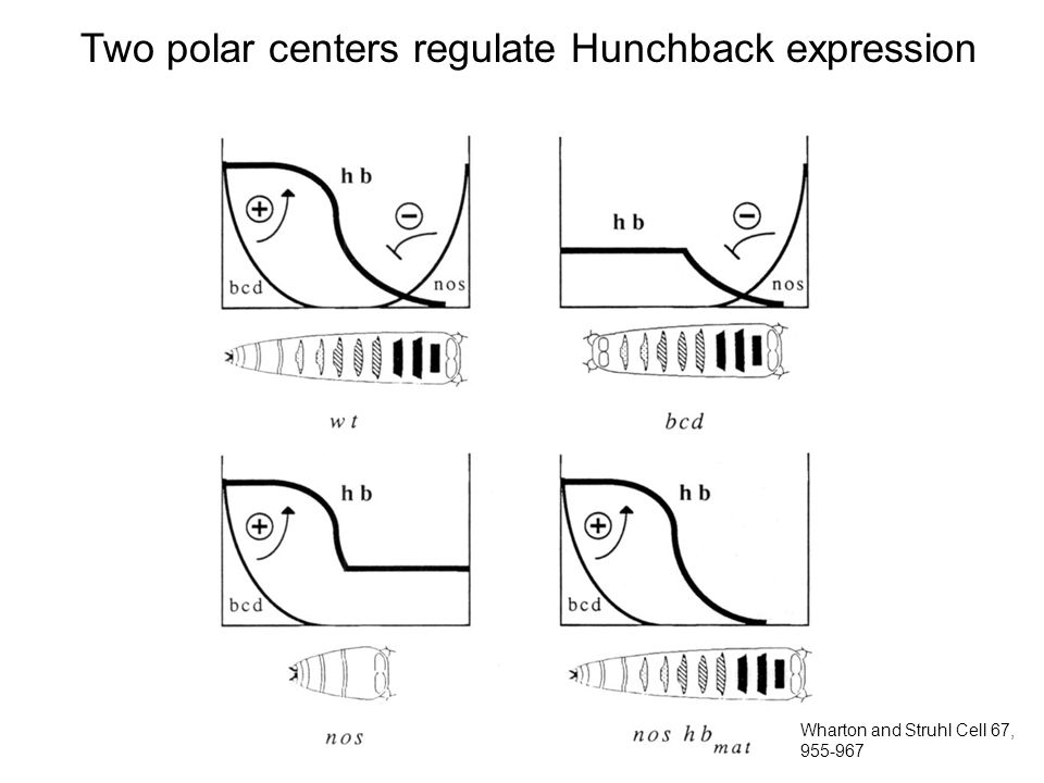 Two polar centers regulate Hunchback expression Wharton and Struhl Cell 67,