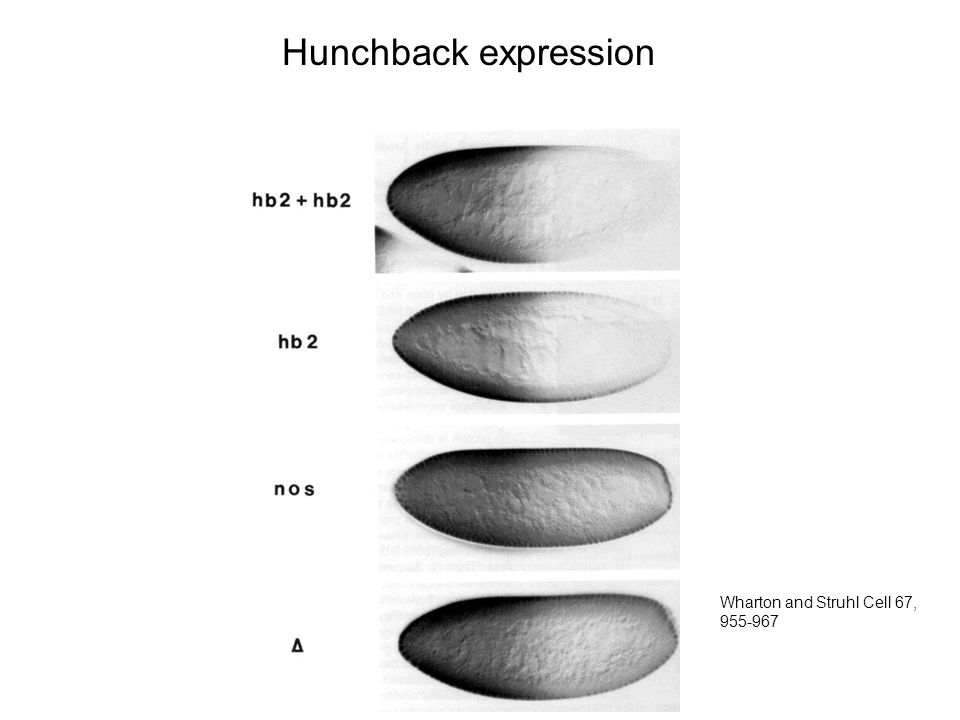 Hunchback expression Wharton and Struhl Cell 67,