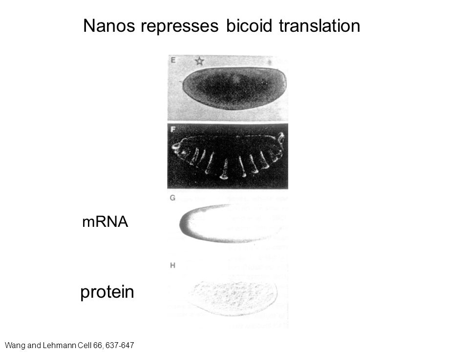 Nanos represses bicoid translation mRNA protein Wang and Lehmann Cell 66,