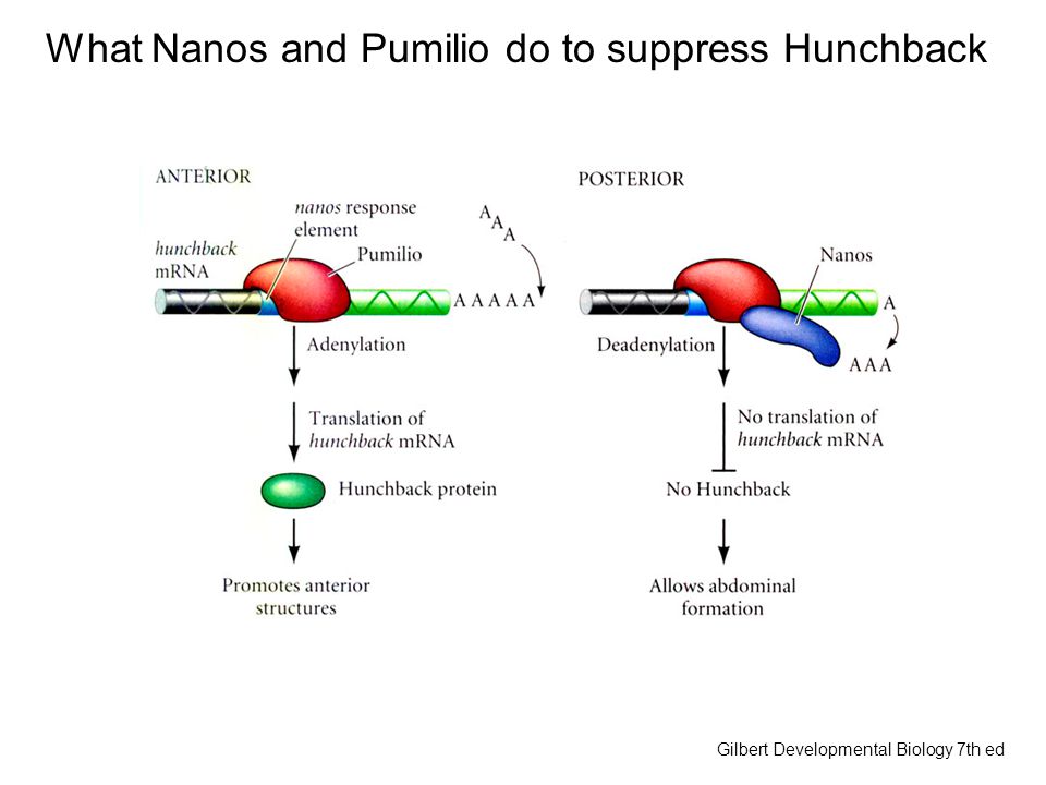 What Nanos and Pumilio do to suppress Hunchback Gilbert Developmental Biology 7th ed