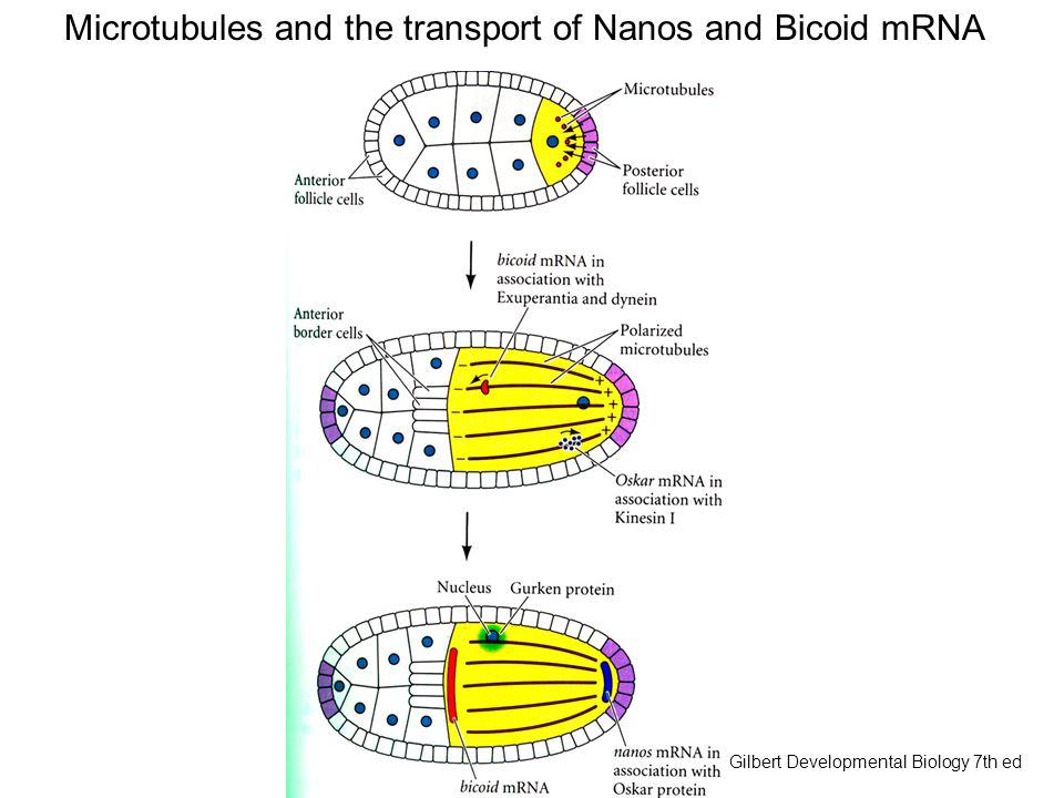 Microtubules and the transport of Nanos and Bicoid mRNA Gilbert Developmental Biology 7th ed