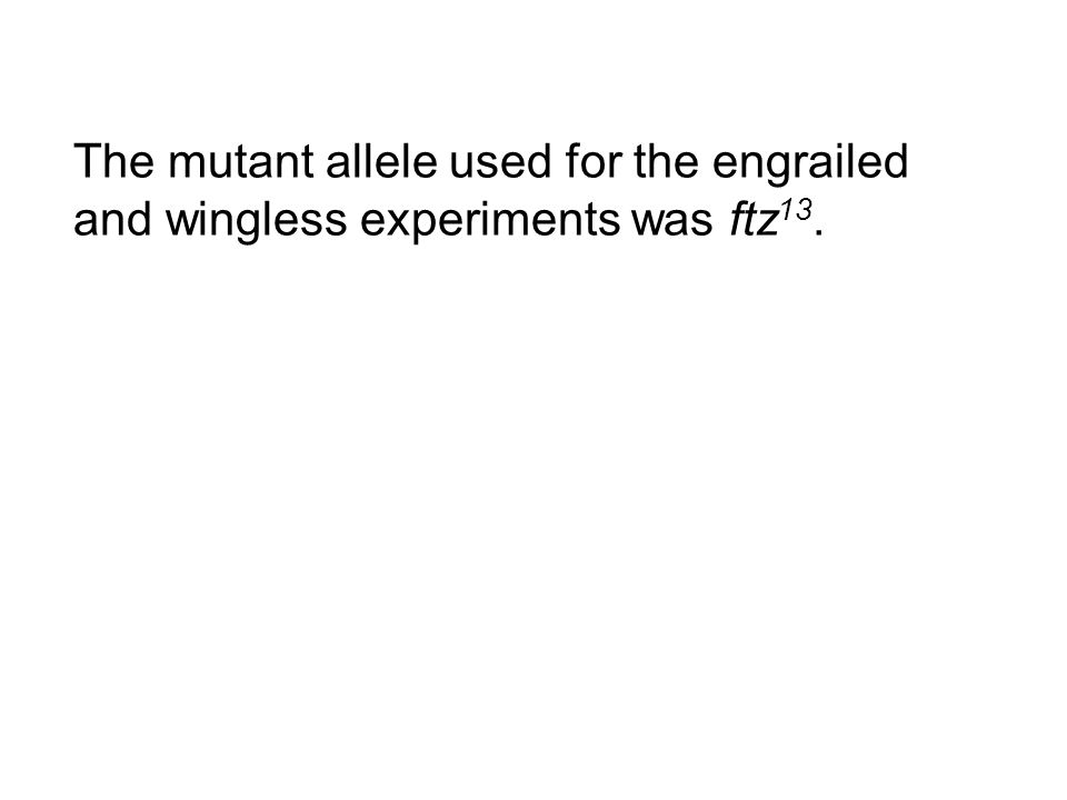 The mutant allele used for the engrailed and wingless experiments was ftz 13.