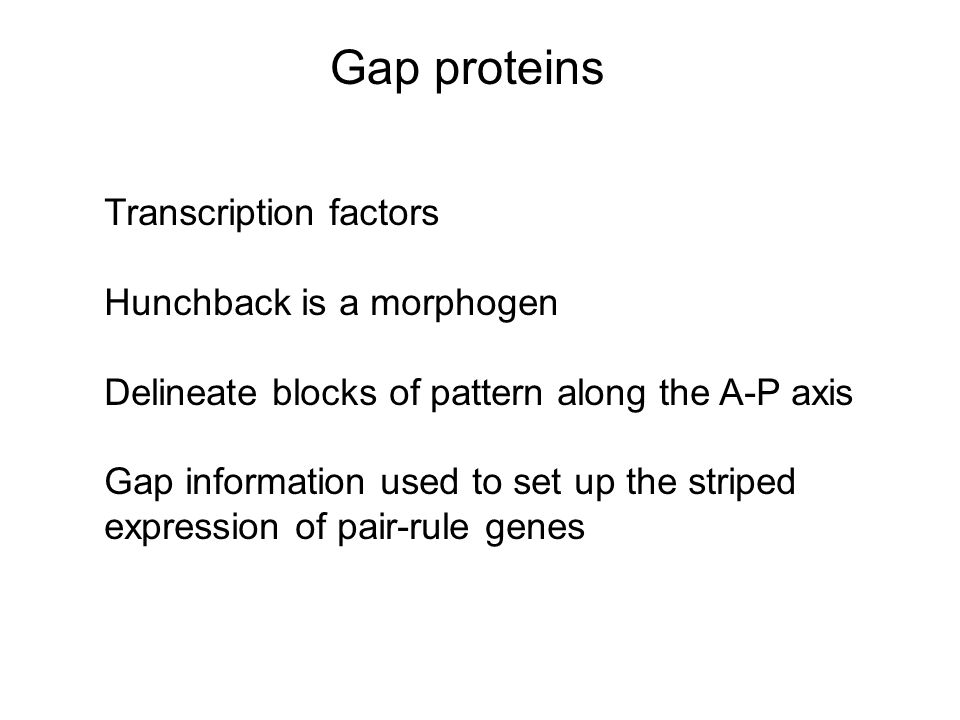 Gap proteins Transcription factors Hunchback is a morphogen Delineate blocks of pattern along the A-P axis Gap information used to set up the striped expression of pair-rule genes