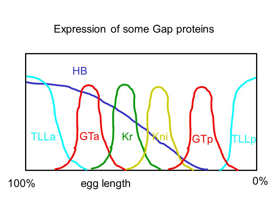 100% egg length 0% HB TLLa TLLp GTa GTp KrKni Expression of some Gap proteins