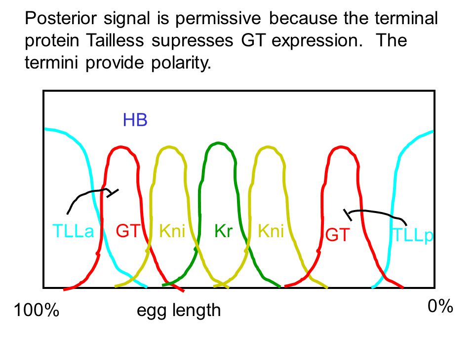 100% egg length 0% HB TLLa TLLp GT KrKni Posterior signal is permissive because the terminal protein Tailless supresses GT expression.