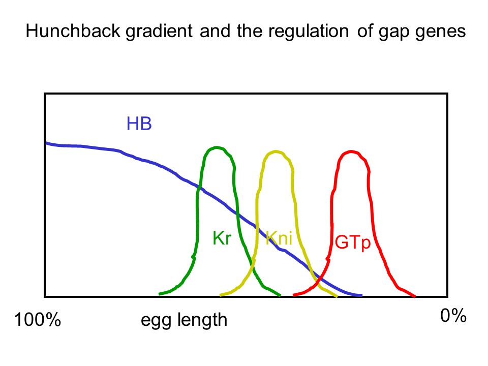 100% egg length 0% HB GTp KrKni Hunchback gradient and the regulation of gap genes