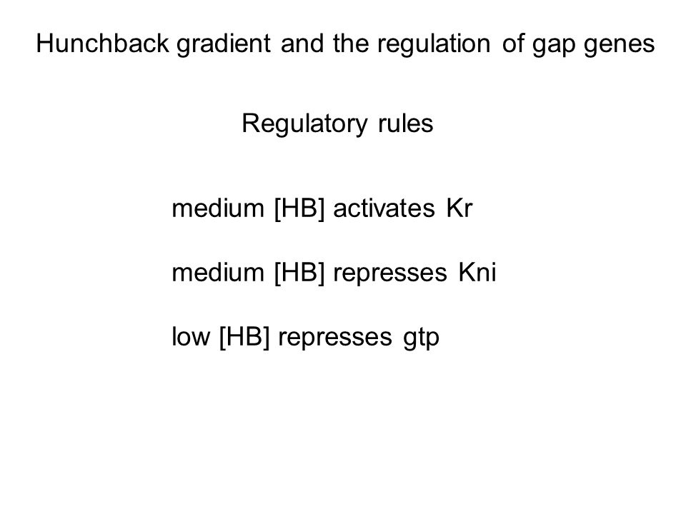 Regulatory rules medium [HB] activates Kr medium [HB] represses Kni low [HB] represses gtp