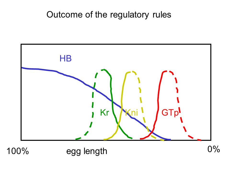 100% egg length 0% HB GTpKrKni Outcome of the regulatory rules