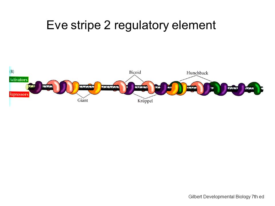 Eve stripe 2 regulatory element Gilbert Developmental Biology 7th ed