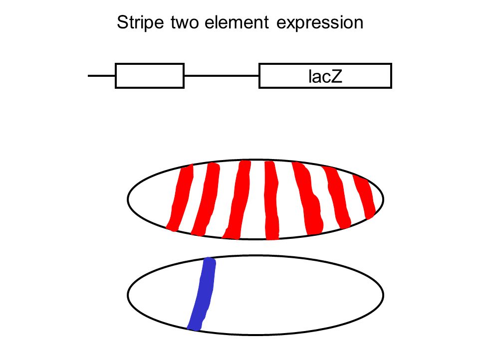 lacZ Stripe two element expression