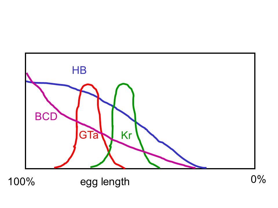 100% egg length 0% HB GTa Kr BCD