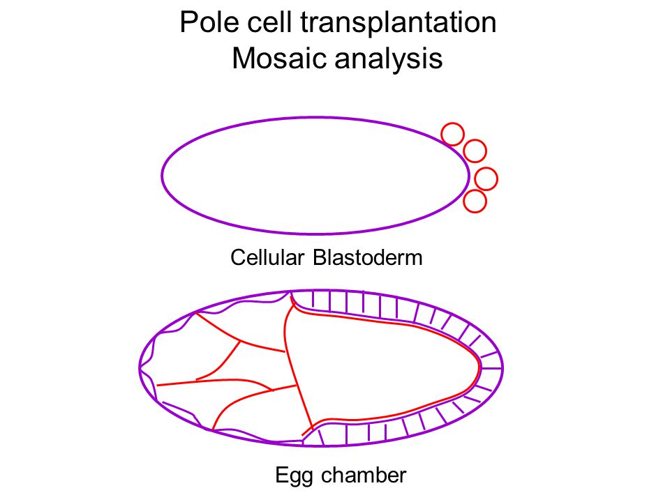 Pole cell transplantation Mosaic analysis Cellular Blastoderm Egg chamber
