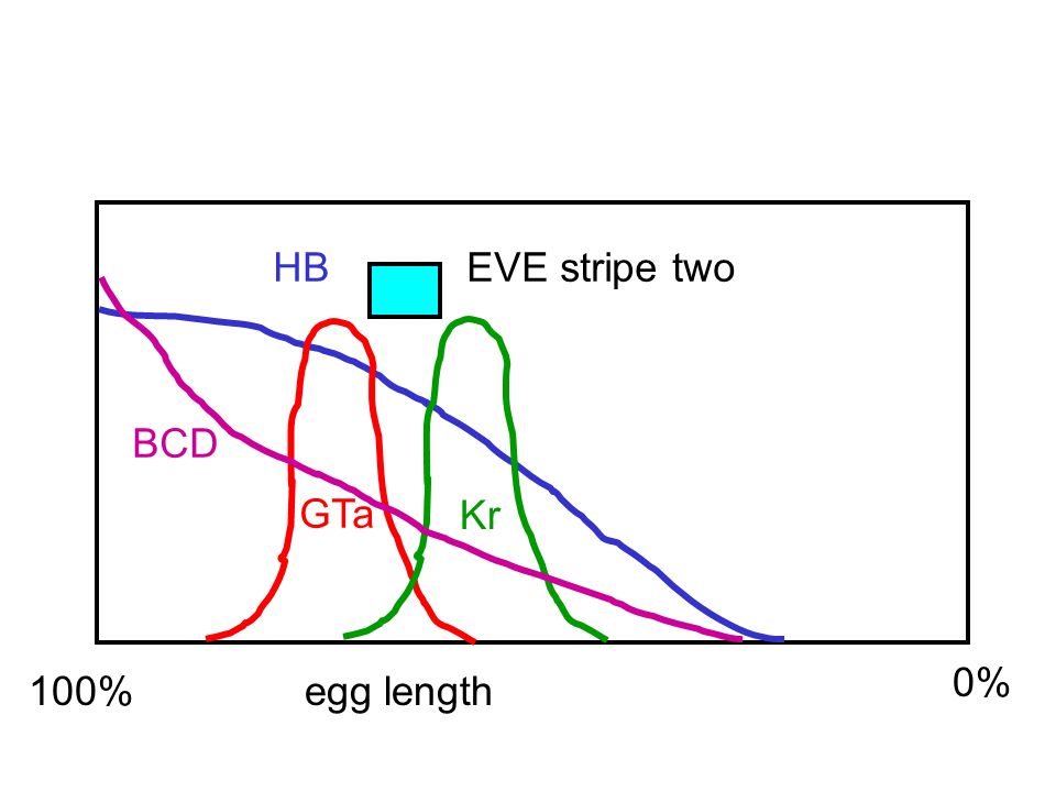 100% egg length 0% HB GTa Kr BCD EVE stripe two