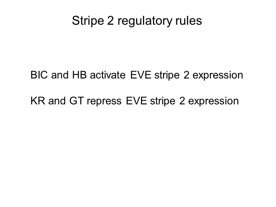 Stripe 2 regulatory rules BIC and HB activate EVE stripe 2 expression KR and GT repress EVE stripe 2 expression