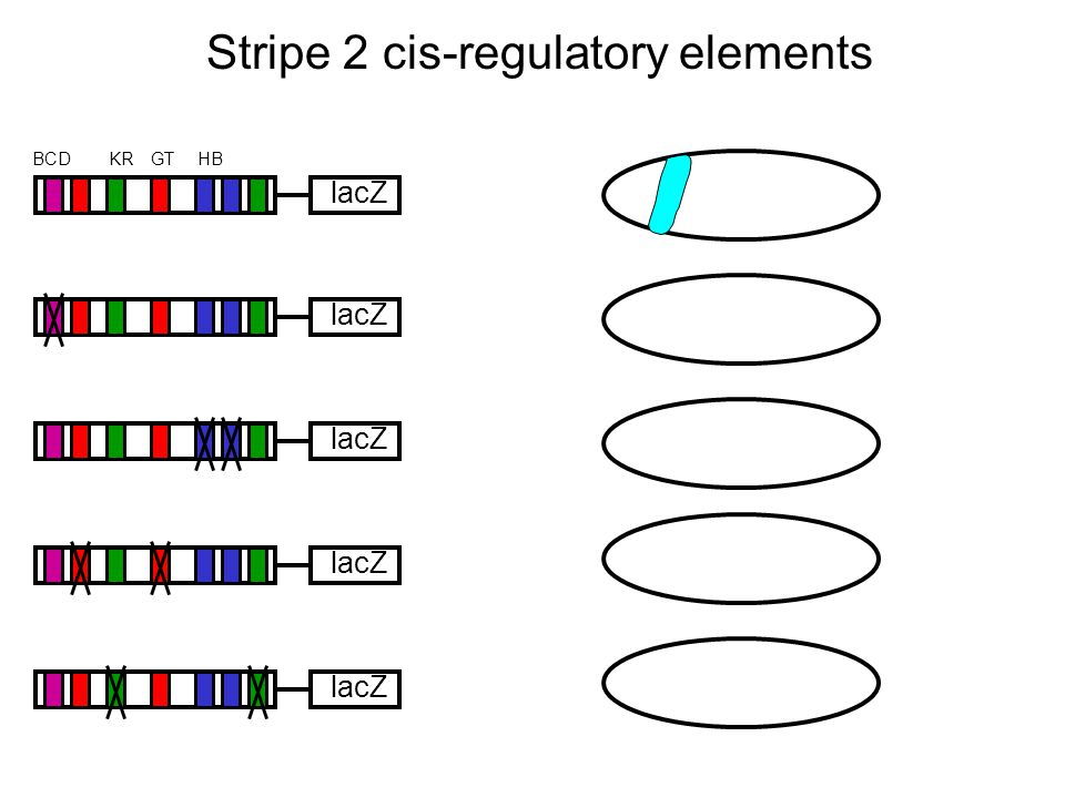 Stripe 2 cis-regulatory elements lacZ HBKRBCDGT lacZ