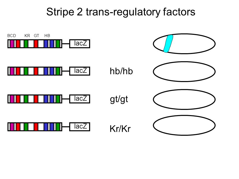 Stripe 2 trans-regulatory factors lacZ HBKRBCDGT lacZ hb/hb gt/gt Kr/Kr