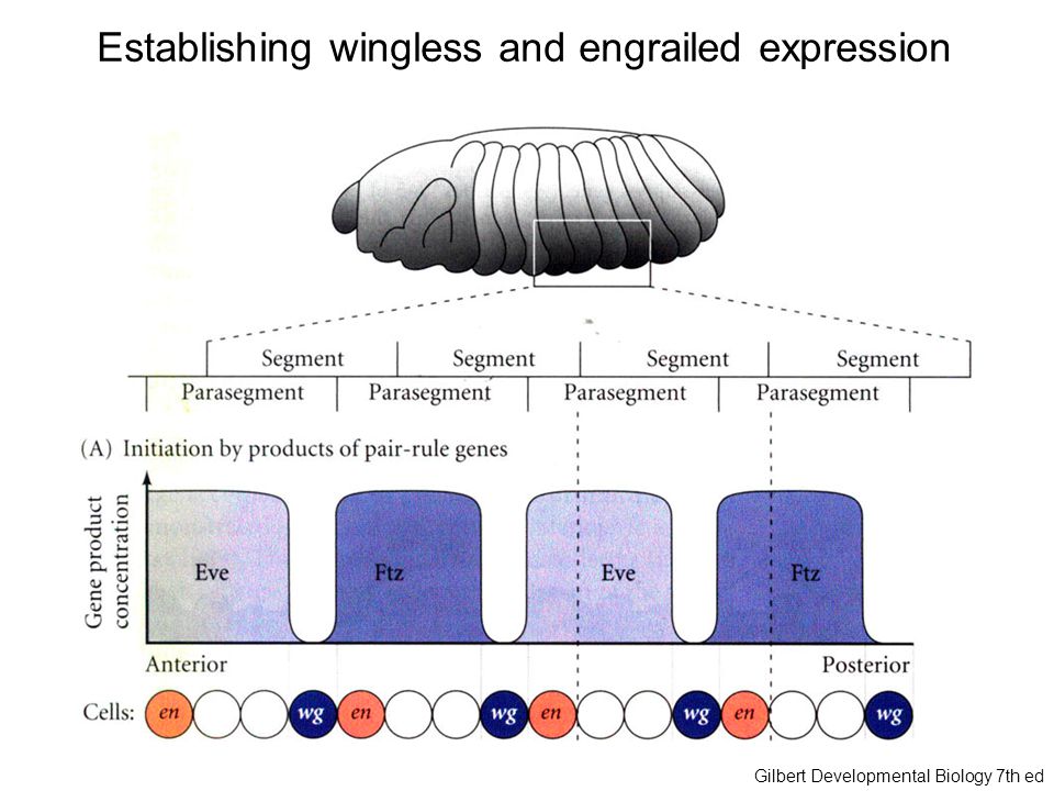 Establishing wingless and engrailed expression Gilbert Developmental Biology 7th ed