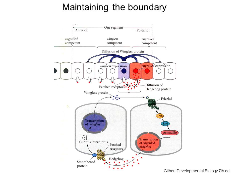 Maintaining the boundary Gilbert Developmental Biology 7th ed