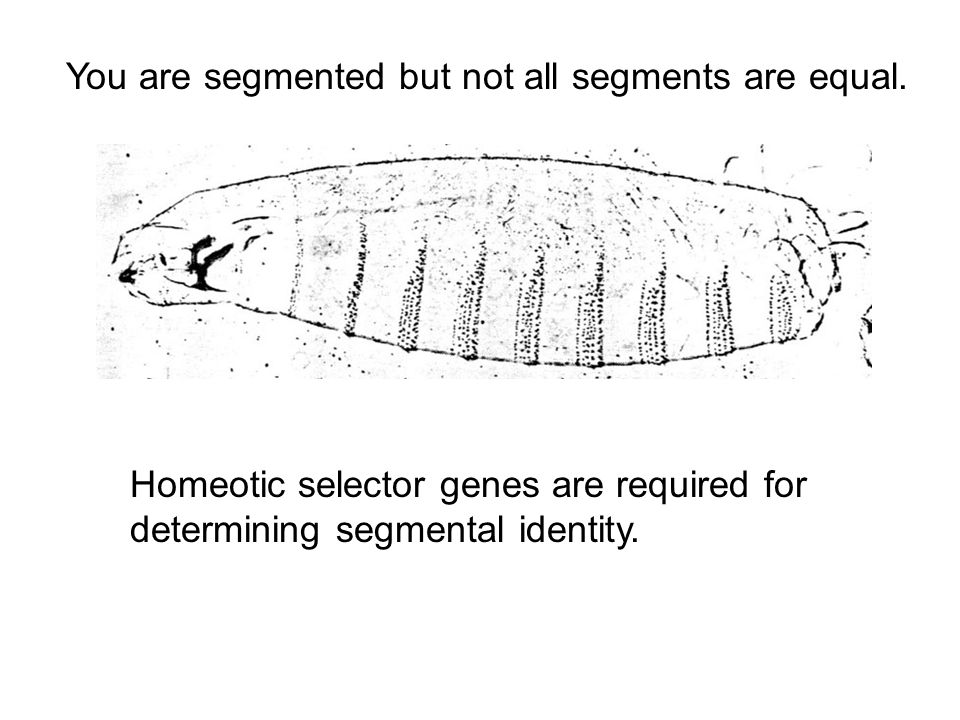 You are segmented but not all segments are equal.