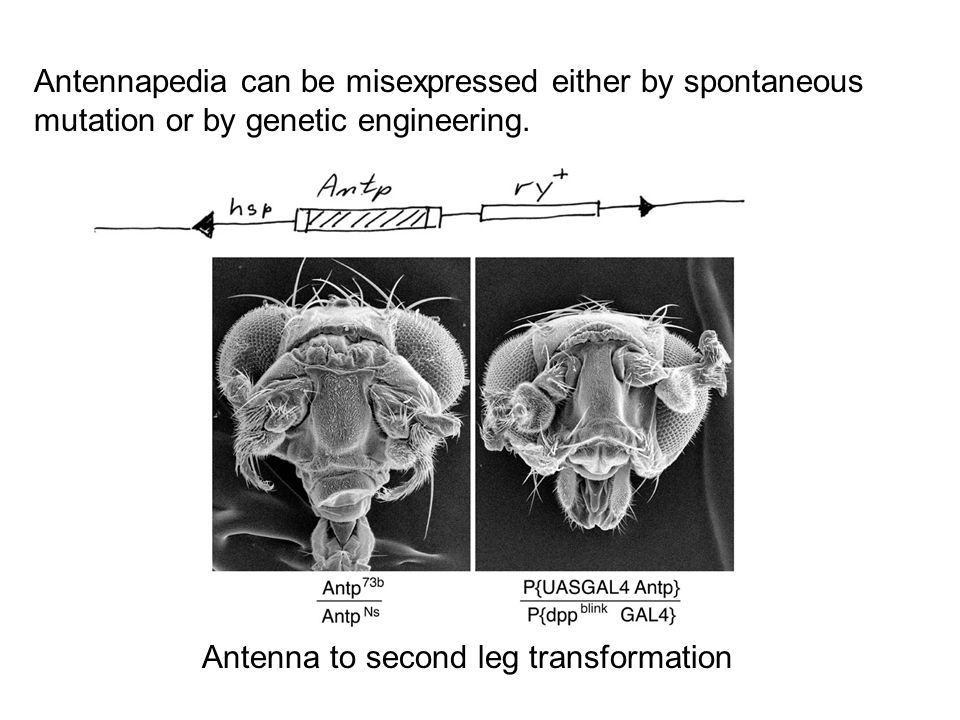 Antennapedia can be misexpressed either by spontaneous mutation or by genetic engineering.